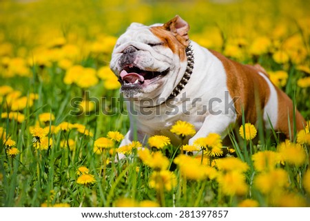 happy english bulldog running on a dandelions field