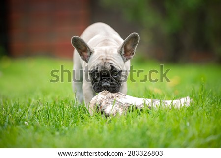 french bulldog puppy eating a bone