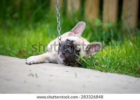 french bulldog puppy playing with a chain