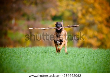 happy malinois puppy running with a stick