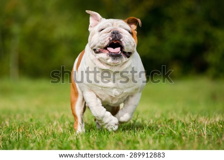 happy english bulldog dog running on grass