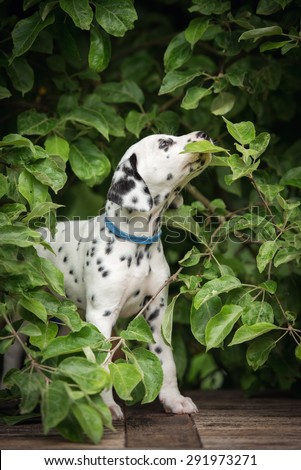 dalmatian puppy outdoors in summer
