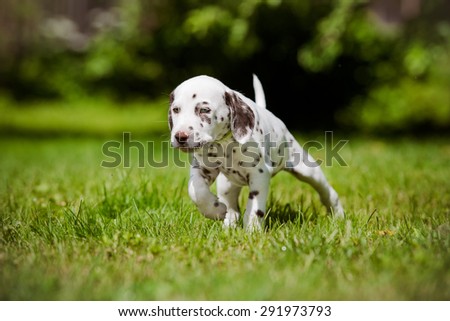 dalmatian puppy walking outdoors in summer