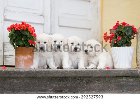 four adorable golden retriever puppies