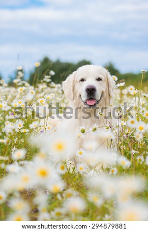 golden retriever dog in a daisy field