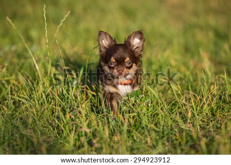 chocolate chihuahua puppy walking outdoors
