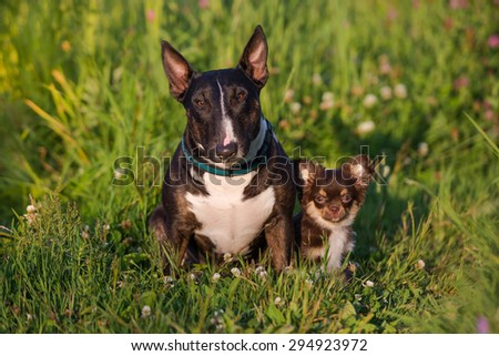 english bull terrier dog and chihuahua puppy