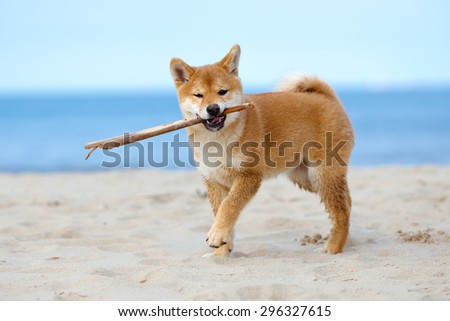 red shiba inu puppy playing with a stick on the beach