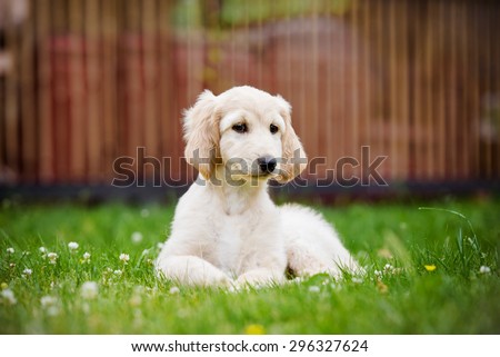 afghan hound puppy lying down outdoors in summer