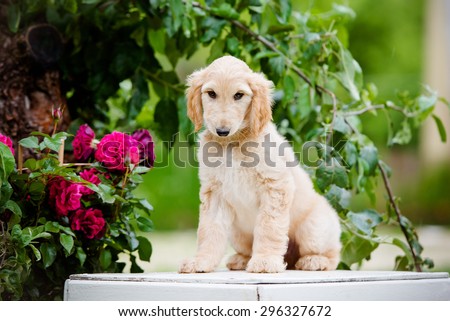 adorable fawn afghan hound puppy sitting outdoors