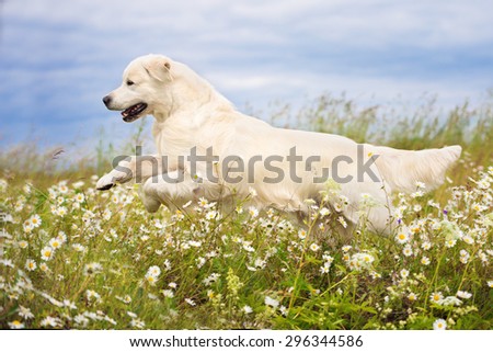 happy golden retriever dog running on a daisy field