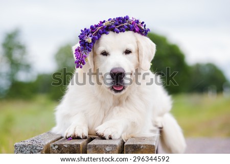 beautiful golden retriever dog with a flower crown
