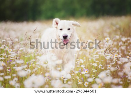 golden retriever dog running through a daisy field