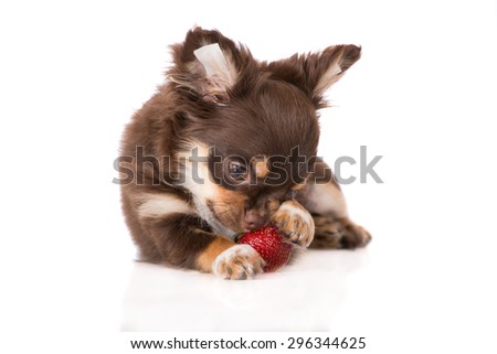 adorable chihuahua puppy eating a strawberry