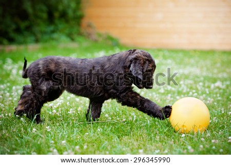 adorable afghan hound puppy playing with a ball