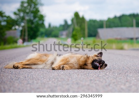 german shepherd dog lying down on the road