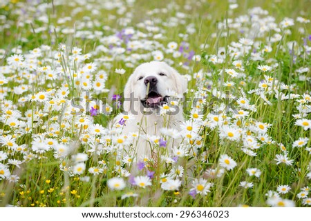 happy golden retriever dog in a daisy field