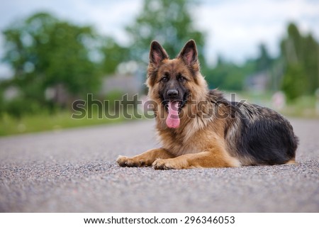 german shepherd dog lying down outdoors