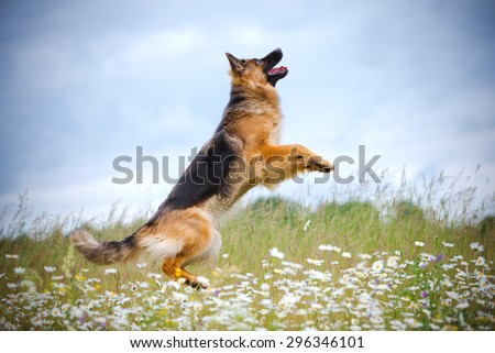 german shepherd dog jumps up in the air