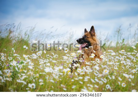 german shepherd dog in a daisy field