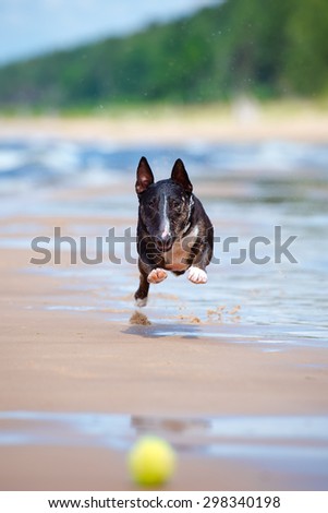happy english bull terrier dog on the beach