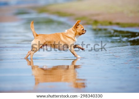 red chihuahua dog running on the beach