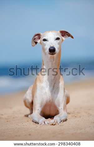 red old whippet dog lying down on the beach