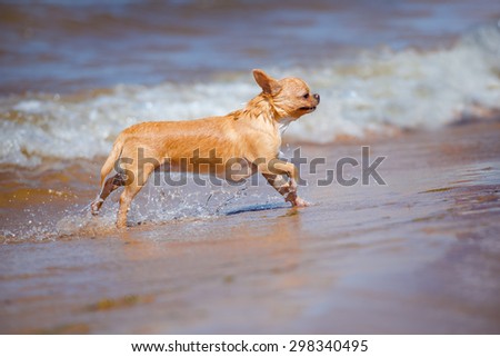 wet chihuahua dog running out of water