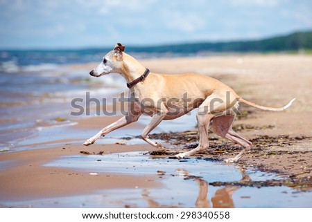 red whippet dog running on the beach