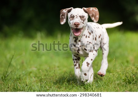 happy dalmatian puppy running outdoors