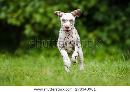 dalmatian puppy running outdoors in summer