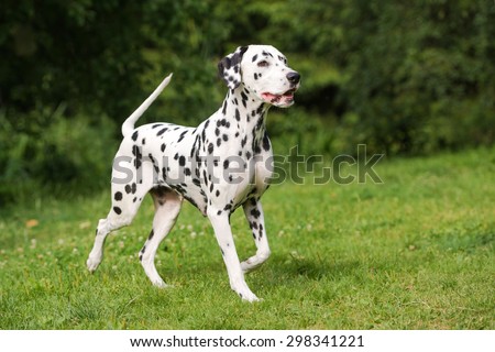 adorable dalmatian dog outdoors in summer