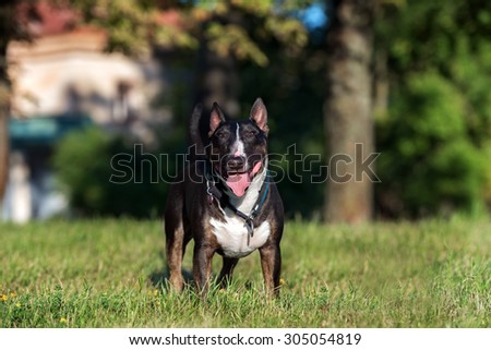 happy english bull terrier dog standing outdoors