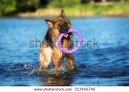 german shepherd dog playing with a toy in water