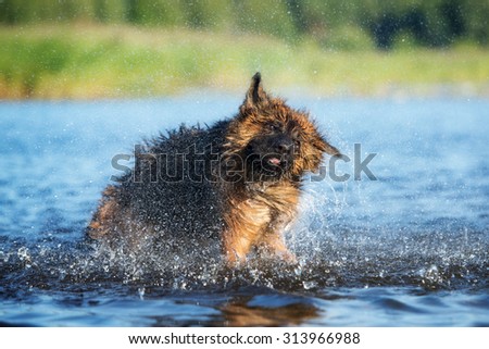 funny dog shaking off water