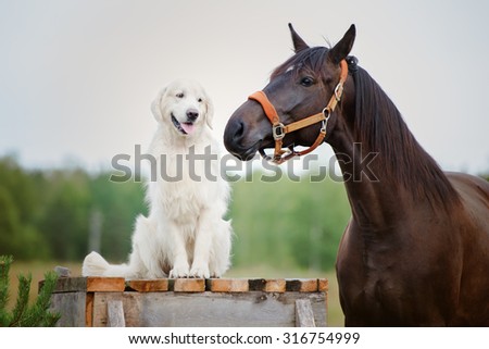 golden retriever dog and a horse