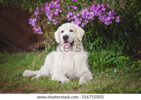 golden retriever dog lying down outdoors