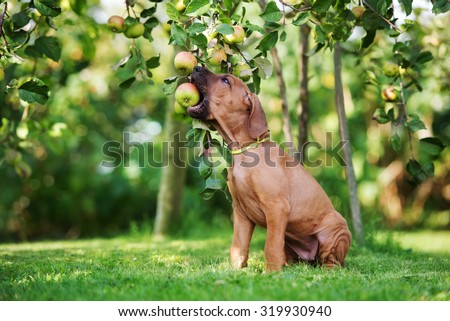 ridgeback puppy biting an apple from a tree