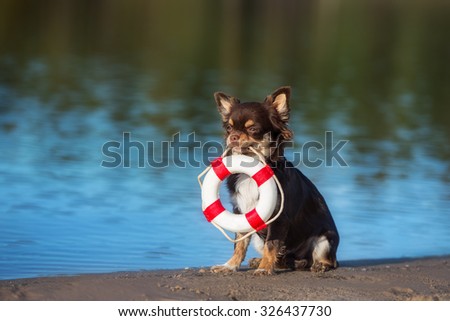 adorable dog holding life buoy