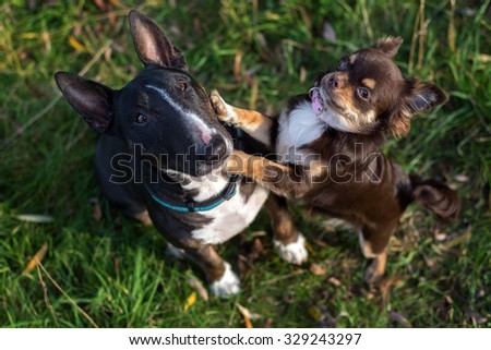 english bull terrier and chihuahua dogs together