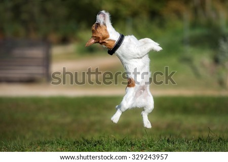 jack russell terrier dog jumps in the air