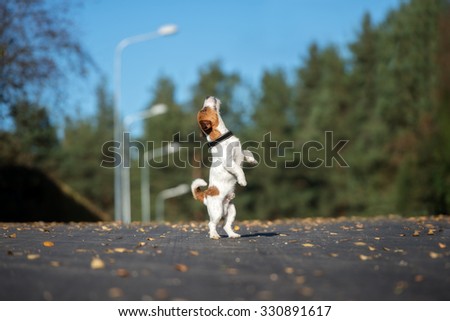 jack russell terrier dog jumps up outdoors in autumn