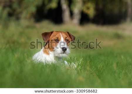 jack russell terrier dog lying down in grass