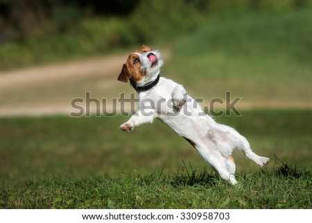 funny jack russell terrier dog falling after a jump