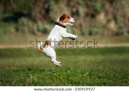 happy dog jumps up in the air