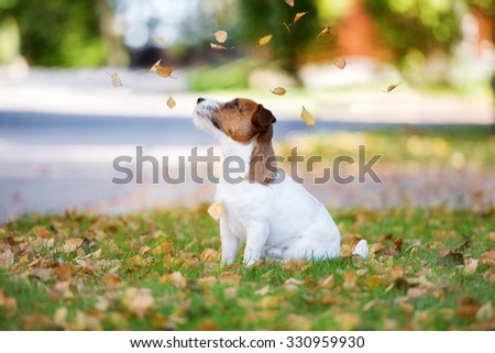 jack russell terrier dog watching falling leaves