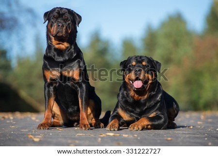 rottweiler dogs posing outdoors on the road