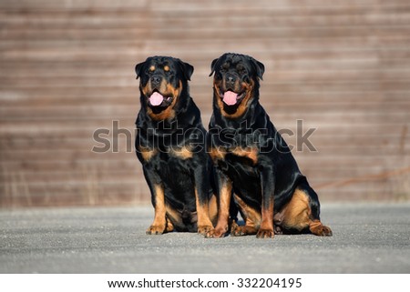 two rottweiler dogs sitting outdoors together