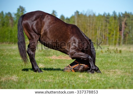 funny horse bows down