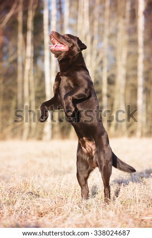 brown labrador retriever dog jumps up